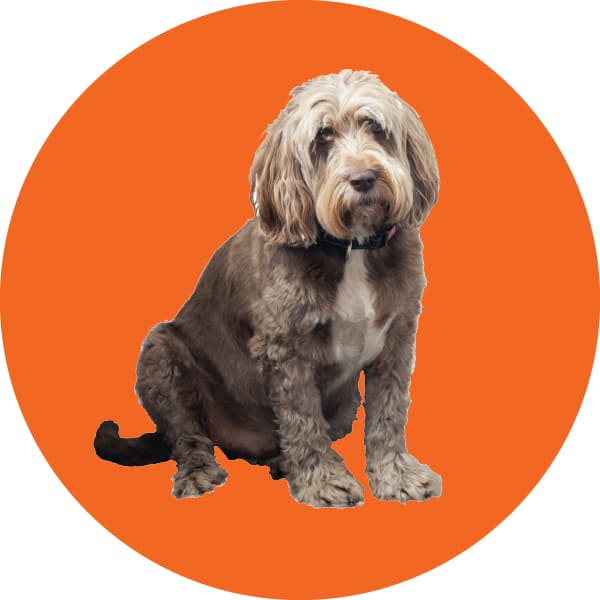 Ralph the Cockapoo, part of the RJ Martindale team.