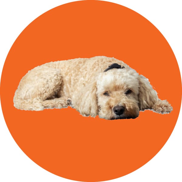 Ronnie the Cockapoo, part of the RJ Martindale team.